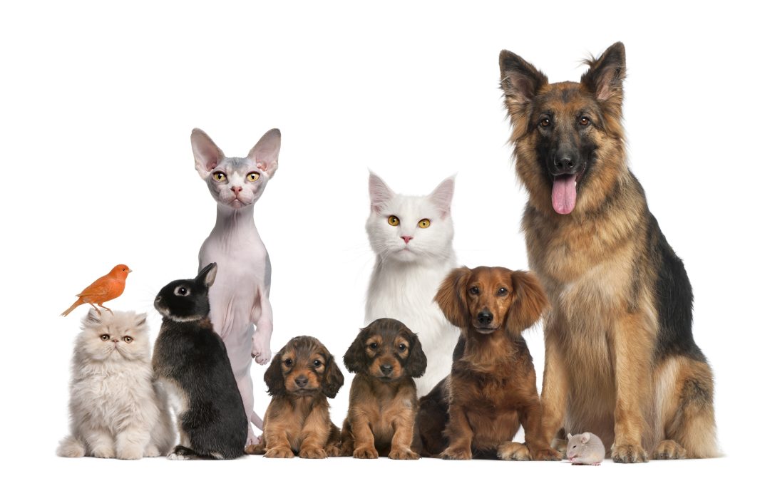 Pet Products Contribute To The Wellbeing Of Dogs and Cats