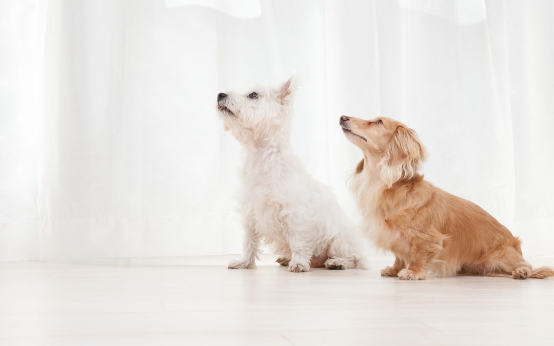 Expert Pet Grooming in Orange, CA
